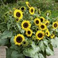 Sunflower Seeds - Waooh!