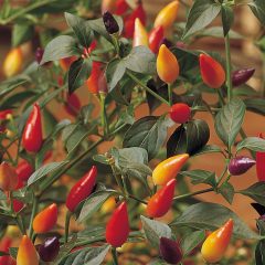 pepper Chilli Seeds - Numex Twilight