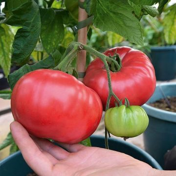 tomata-megalokarpi-ybridio-crimson-blush-f1