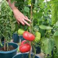 tomata-megalokarpi-ybridio-crimson-blush-f1