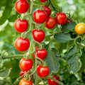 tomata-tsery-anarrichomeni-crimson-cherry-f1
