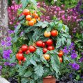 tomata-tsampi-kathisti-summerlast-f1