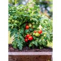 tomata-ypernano-ybridio-veranda-red-f1