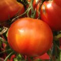 tomata-ace55vf-biologikos-sporos