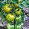 tomata-prasini-tigre-kitrines-riges-green-smarald