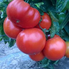 tomata-kathisti-red-machine-f1