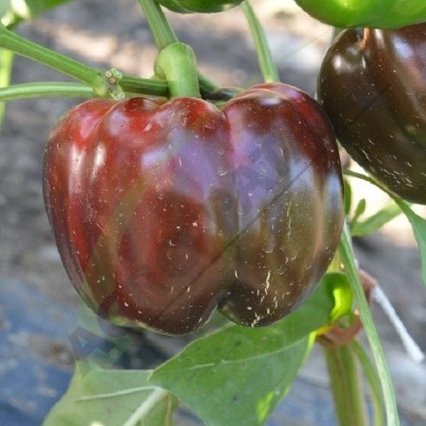 tomatopiperia-ybridio-aurelius-f1