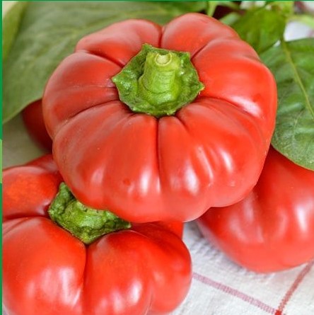 tomatopiperia-poikilia-vlad